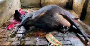 কুমারখালীতে অসুস্থ গরুর মাংস বিক্রির অভিযোগ