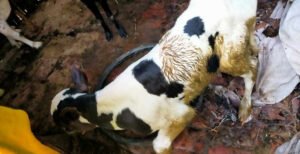 কুমারখালীতে অসুস্থ গরুর মাংস বিক্রির অভিযোগ