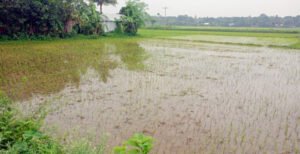 গোপালপুরে আদালতের নিষেধাজ্ঞা অমান্য করে জোরপূর্বক জমি জবর দখলের অভিযোগ