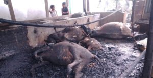 কুষ্টিয়ায় গোয়ালে রহস্যজনক আগুনে গরু ও ছাগল পুড়ে ছাই