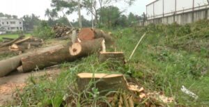 কুষ্টিয়ায় অর্ধ সহস্রাধিক গাছ নিধন করলো প্রভাবশালীরা