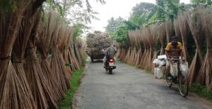 কুষ্টিয়ায় লোকসানে পাট চাষিরা, দাম বাড়ানোর দাবি