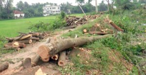 সরকারি ৬ শতাধিক ফলদ ও বনজ গাছ কেটে সাবাড়, ব্যবস্থা নিচ্ছে না পুলিশ