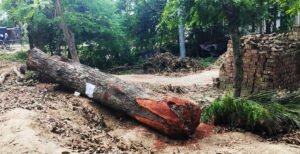 উচ্চ আদালতকে অমান্য করে গাছ বিক্রি করলেন সওজ প্রকৌশলী