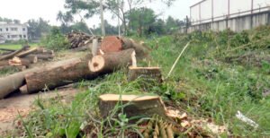 সরকারি ৬ শতাধিক ফলদ ও বনজ গাছ কেটে সাবাড়, ব্যবস্থা নিচ্ছে না পুলিশ