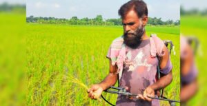 কুমারখালীতে আমন খেতে মাজরা পোকার আক্রমণে দিশেহারা কৃষক