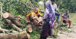 উচ্চ আদালতকে অমান্য করে গাছ বিক্রি করলেন সওজ প্রকৌশলী