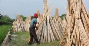 খোকসায় বেড়েছে সোনালি আঁশের রূপালী কাঠির কদর 