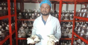 কুষ্টিয়ায় মাশরুম চাষে মাসে লাখ টাকা আয় সাইফুলের