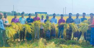 খোকসায় আমন ধানের বাম্পার ফলন