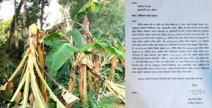 কুমারখালীতে কলাগাছের সাথে শত্রুতা, কৃষকের ৩০০ কলাগাছ কাটল দুর্বৃত্তরা