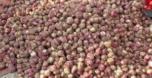 কুষ্টিয়ায় হঠাৎ পড়ে গেল পিয়াজের দাম