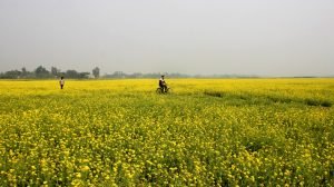 কুমারখালীতে প্রতি বছরই বাড়ছে সরিষার চাষ