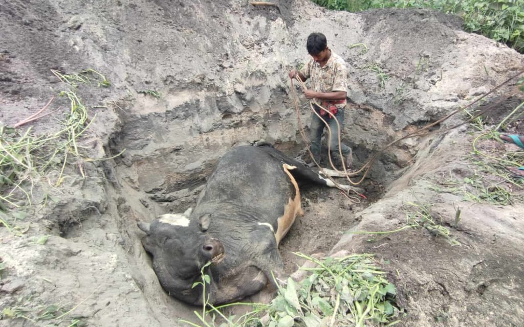 কুষ্টিয়া বিশ প্রয়োগে ৩ লাখ টাকার গরুর মৃত্যু