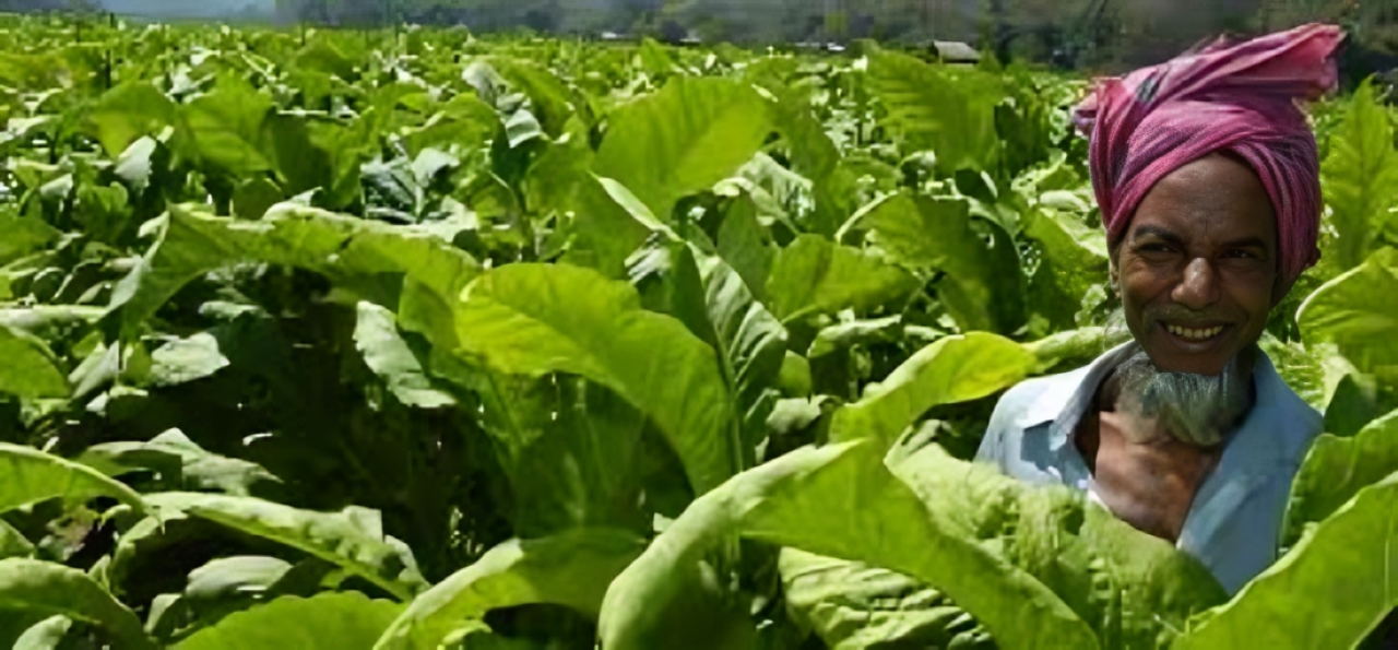 ব্রিটিশ আমেরিকান টোব্যাকো ও কুষ্টিয়া