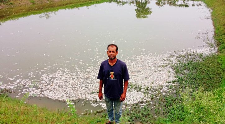 ভেড়ামারায় পুকুরে বিষ প্রয়োগ: মাছ নিধনের অভিযোগ 