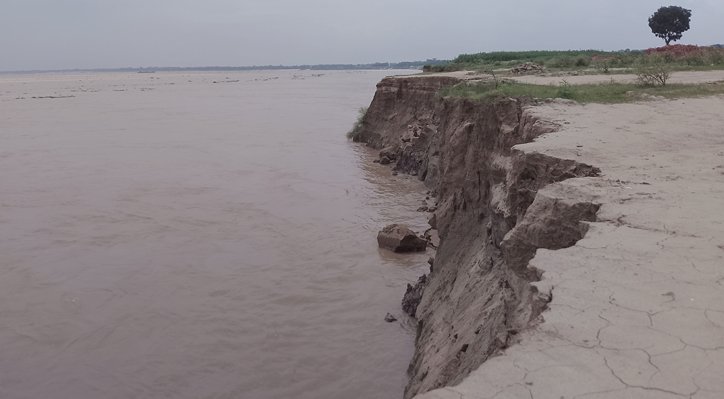 দৌলতপুরে পদ্মার ভাঙনে বিলীন শত শত বিঘা ফসলি জমি