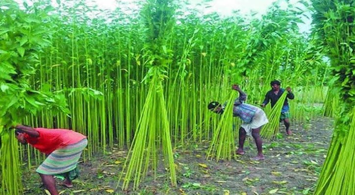 কুষ্টিয়ায় পানির অভাবে বিপাকে পাটচাষিরা