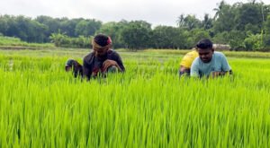 দৌলতপুরে আমনের ভরা মৌসুমে তীব্র সার সংকট