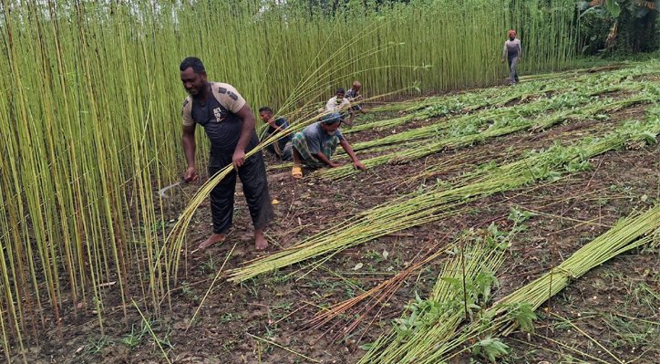 মিরপুরে পাট কাটার ধুম, ভালো ফলনেও শ্রমিকের চড়া মজুরিতে ফিকে কৃষকের হাসি