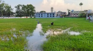 এক দশকে মেলেনি সংস্কার, ঐতিহ্যবাহী খেলার মাঠ কচুরিপানার দখলে 06 19 এক দশকে মেলেনি সংস্কার, ঐতিহ্যবাহী খেলার মাঠ কচুরিপানার দখলে