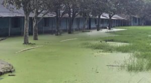 কুষ্টিয়ায় বৃষ্টি-রাইস মিলের দূষিত পানিতে ডুবছে স্কুলমাঠ