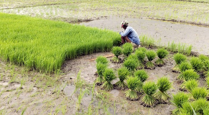 ডিলারদের সিন্ডিকেটে কৃত্রিম সার সংকট