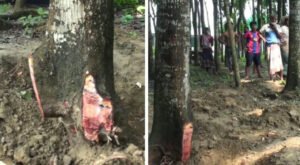 02 19 দৌলতপুরে জমির গাছ কেটে নেওয়ার অভিযোগ 