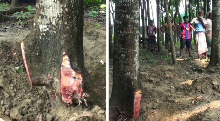 02 19 দৌলতপুরে জমির গাছ কেটে নেওয়ার অভিযোগ 