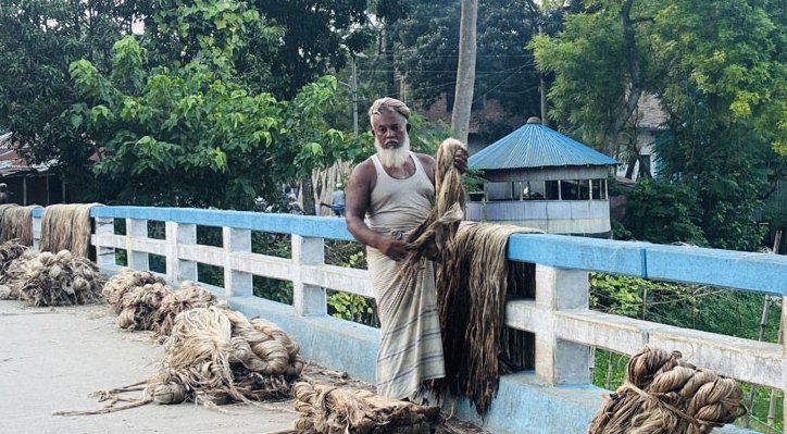 06 7 ভেড়ামারায় চার হাজার ৩৬৫ হেক্টর জমিতে পাট চাষ