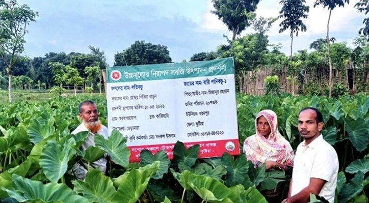 11 3 কুষ্টিয়ায় লতিকচু চাষে গৃহিণী শিরিনার সাফল্য, আয় লাখ টাকা