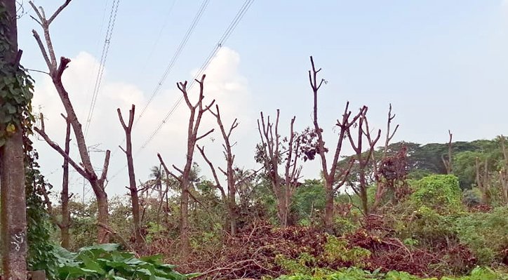 কুষ্টিয়া চিনিকলে গাছ কাটার অভিযোগ 2 কুষ্টিয়া চিনিকলে গাছ কাটার অভিযোগ 13 24 কুষ্টিয়া চিনিকলে গাছ কাটার অভিযোগ
