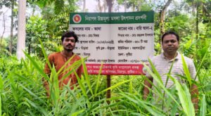 16 19 বস্তায় আদা চাষে বদলে যাচ্ছে কৃষকের ভাবনা
