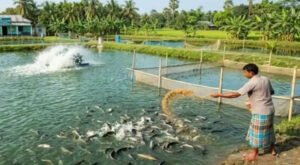 07 21 কুষ্টিয়াসহ চার জেলার বাঁওড় উন্নয়নে নতুন প্রকল্প, সমৃদ্ধ হবে জেলেদের জীবিকা