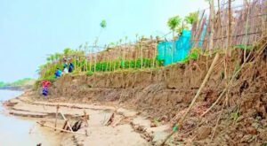 09 21 পদ্মার ভাঙনে দুই মাসে বিলীন ২’শ একর জমি