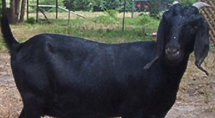 10 15 গাংনীতে কুষ্টিয়ার দুইজনকে গণধোলাই